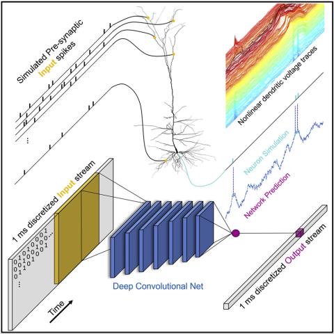 Graphical abstract